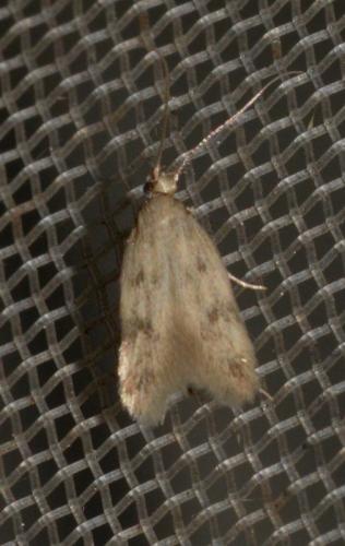 Réf. 269 879 : Borkhausenia nefrax